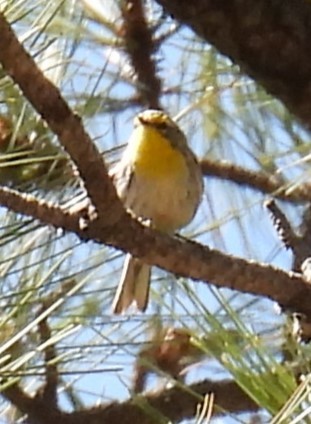 Grace's Warbler - Julie Furgason