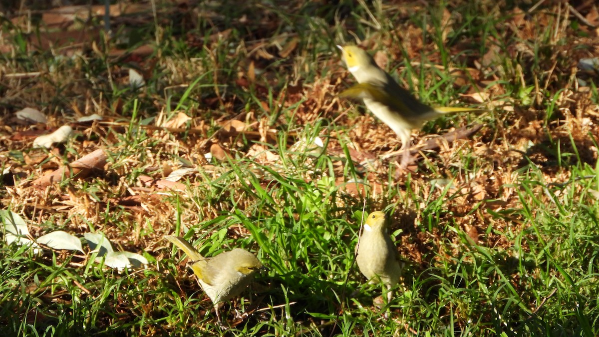 White-plumed Honeyeater - Jan MCKAY