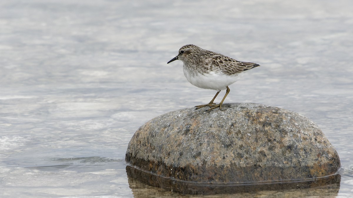 Least Sandpiper - Roy Chatburn