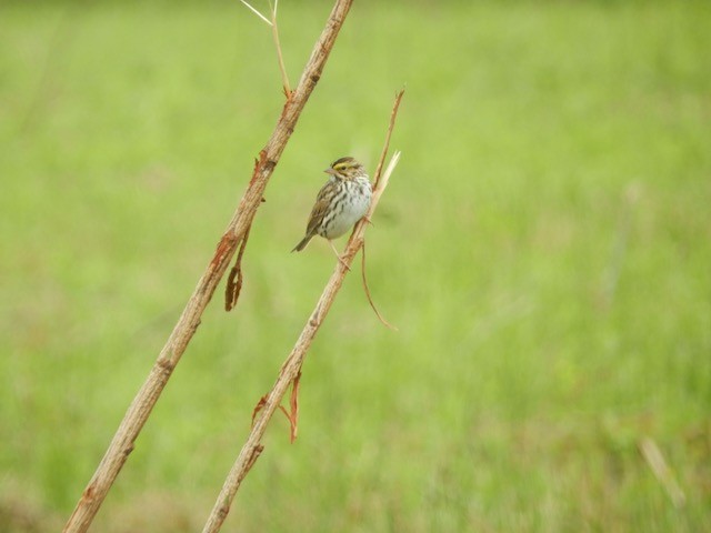 Savannah Sparrow - ML619435954