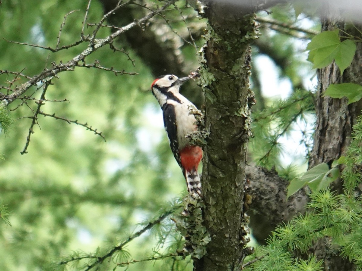 Great Spotted Woodpecker (japonicus) - Steve Kornfeld