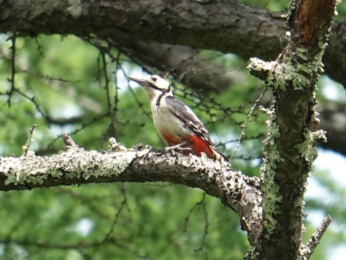 Great Spotted Woodpecker (japonicus) - Steve Kornfeld