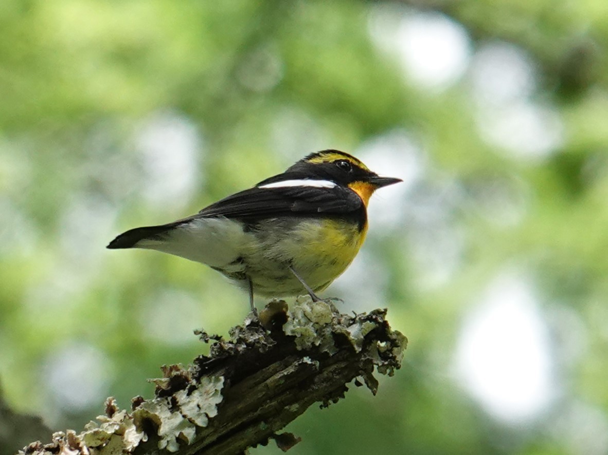 Narcissus Flycatcher - Steve Kornfeld