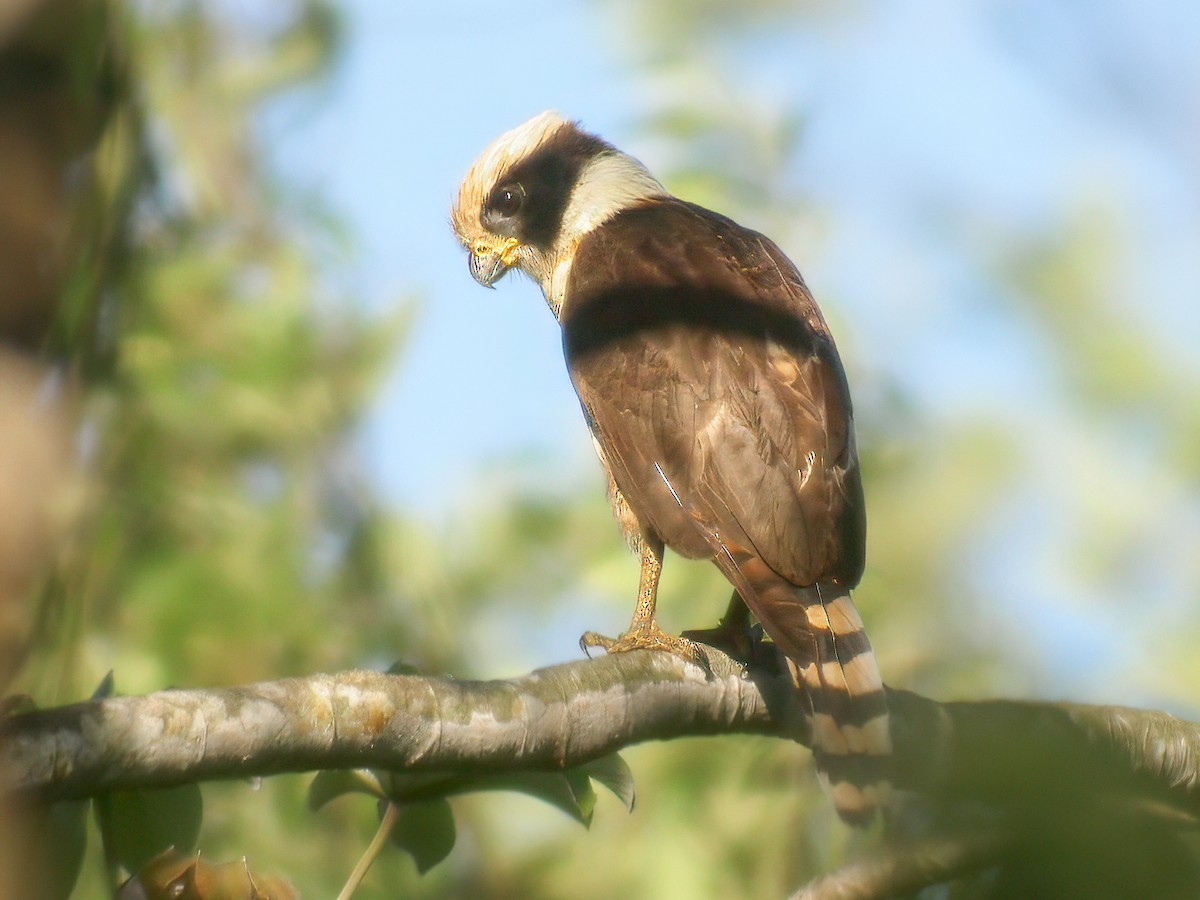 Laughing Falcon - Per Smith