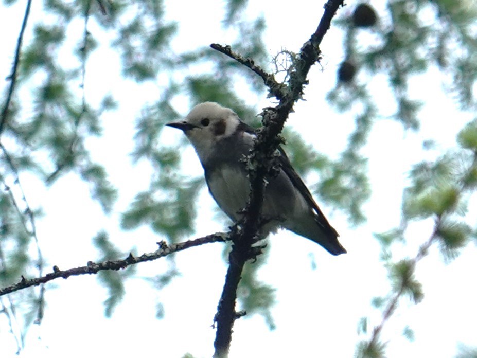 Chestnut-cheeked Starling - ML619435976