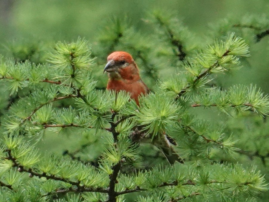 Red Crossbill - Steve Kornfeld