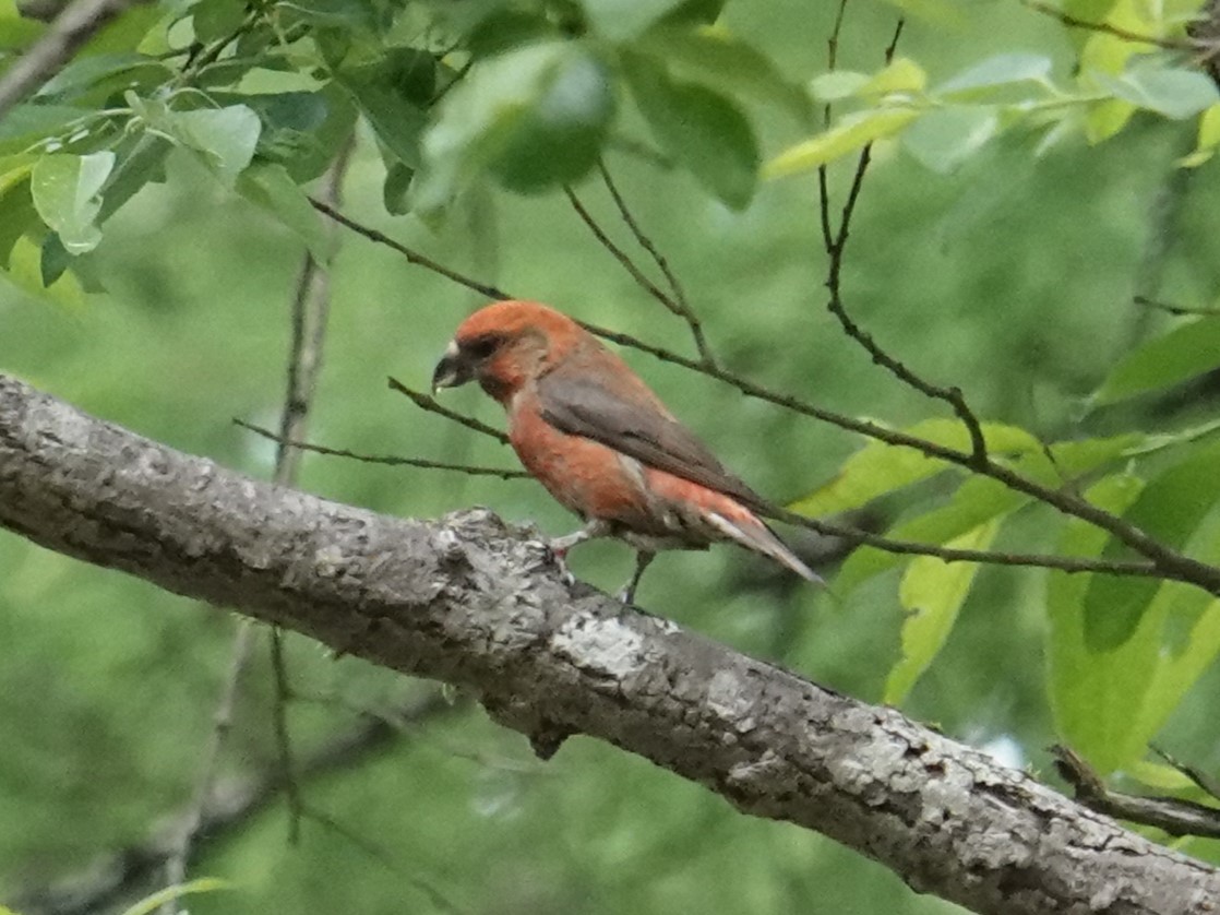 Red Crossbill - Steve Kornfeld