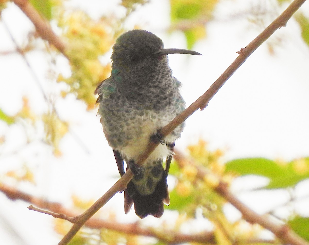 Steely-vented Hummingbird - Leandro Niebles Puello