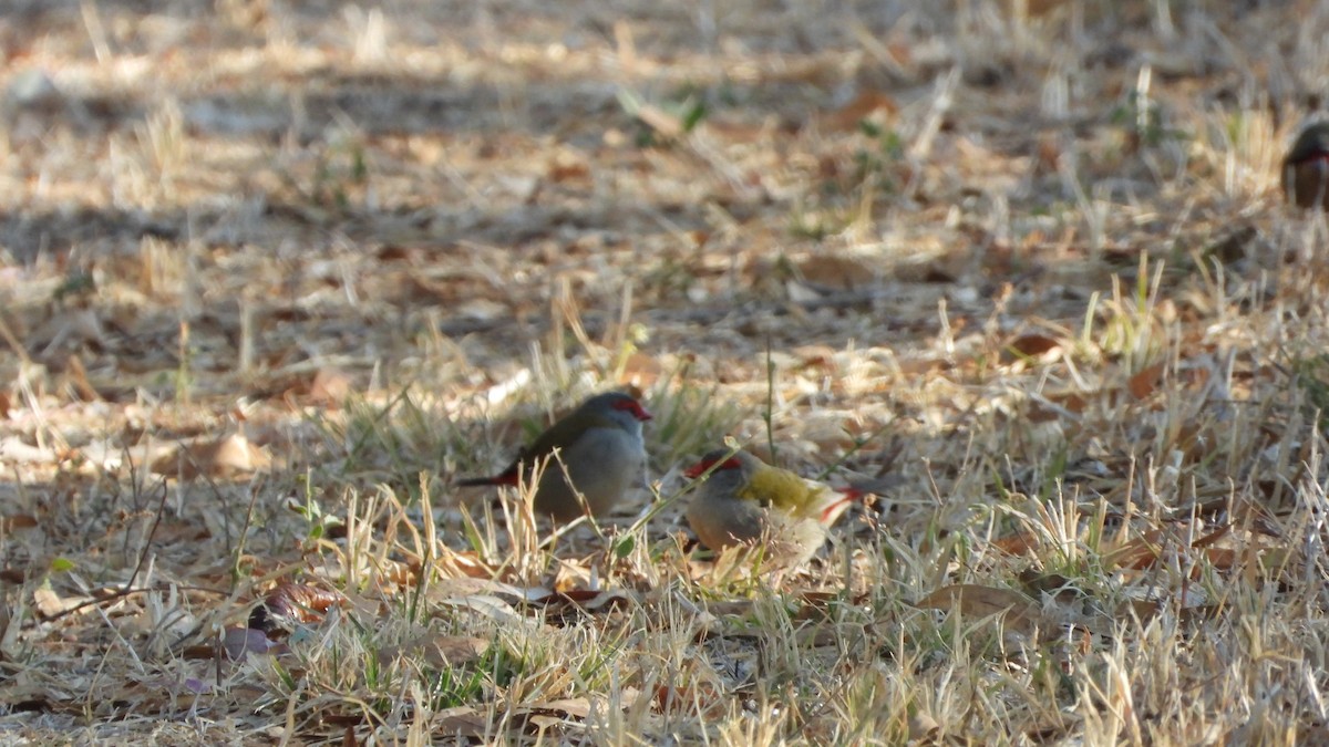 Red-browed Firetail - ML619435992