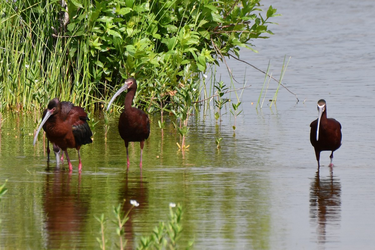 White-faced Ibis - ML619436000