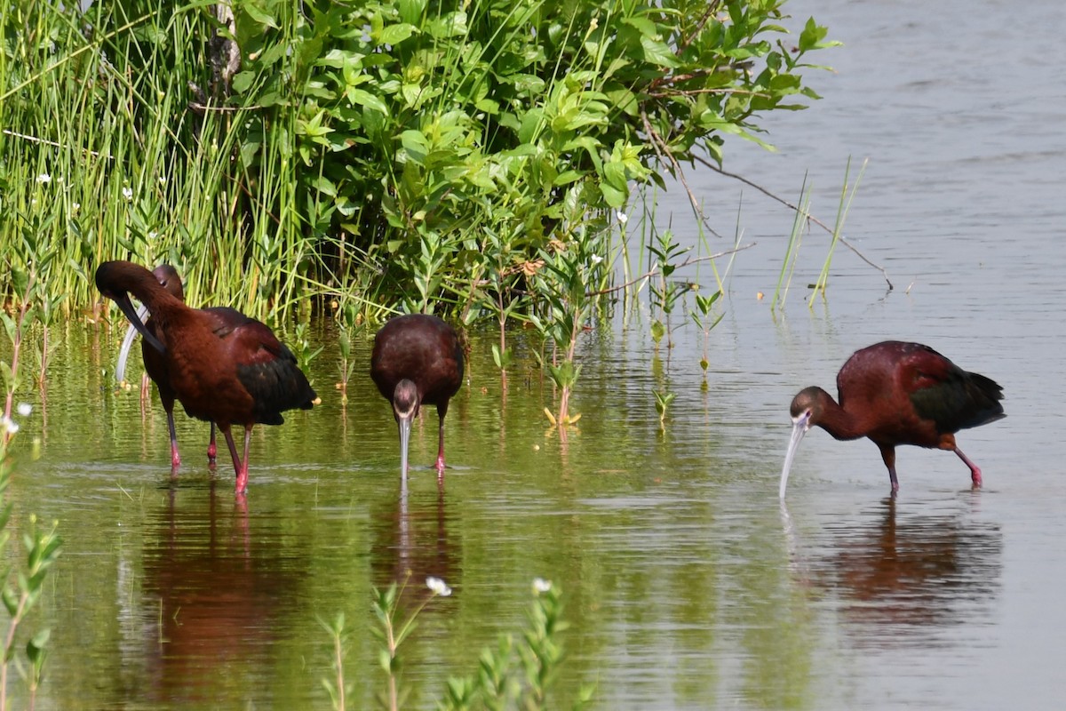 White-faced Ibis - ML619436006