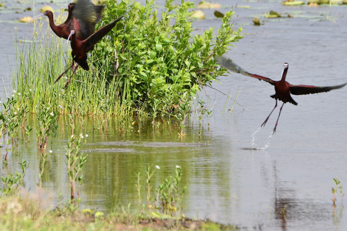 White-faced Ibis - Carmen Ricer