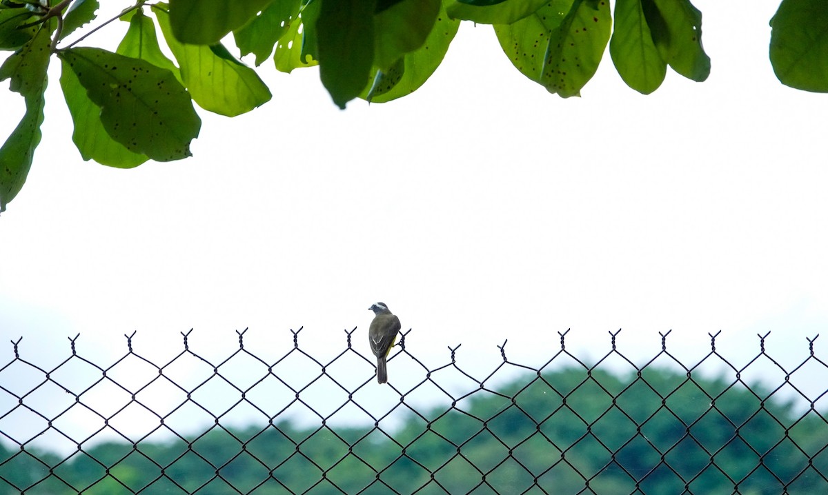 Social Flycatcher - Laura Voight