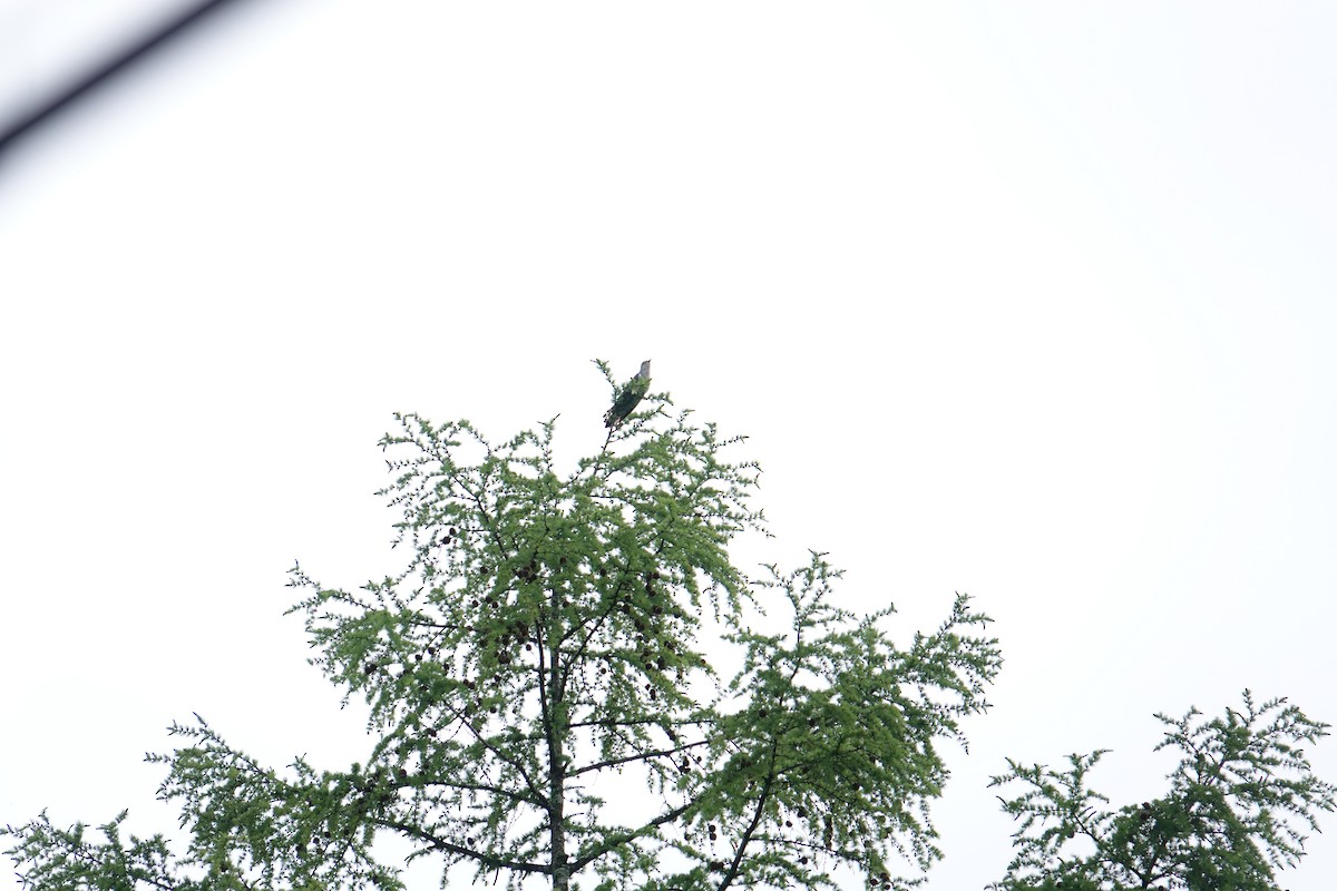 Lesser Cuckoo - Steve Kornfeld