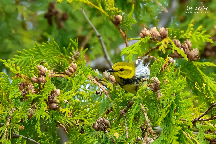 Black-throated Green Warbler - elizabeth Leslie