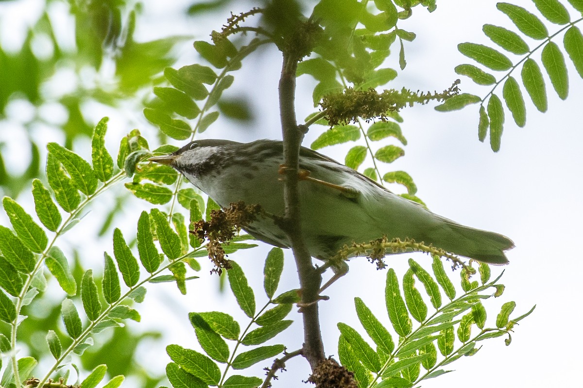 Blackpoll Warbler - Donna Wadsley