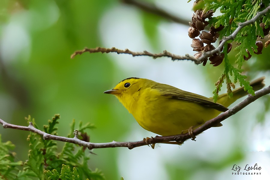 Wilson's Warbler - elizabeth Leslie