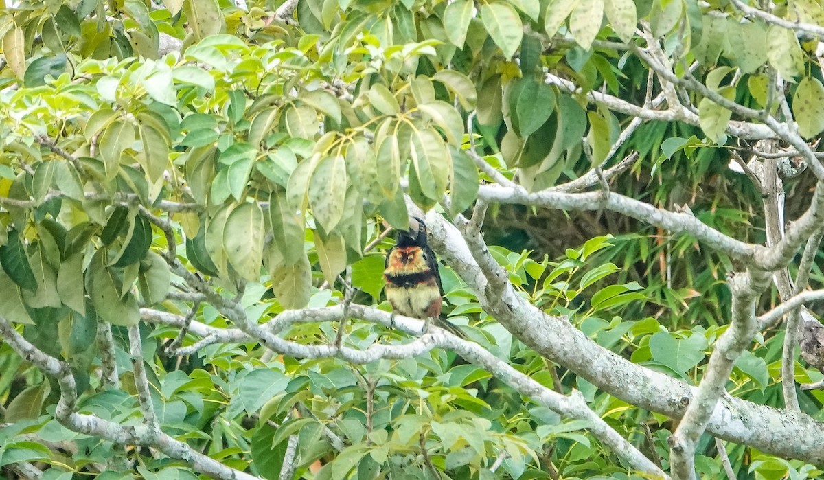 Collared Aracari - Laura Voight