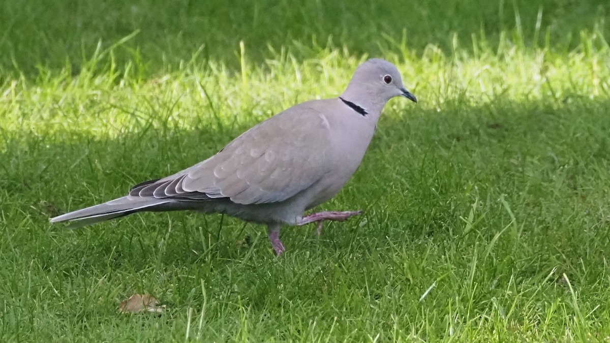 Eurasian Collared-Dove - Bez Bezuidenhout