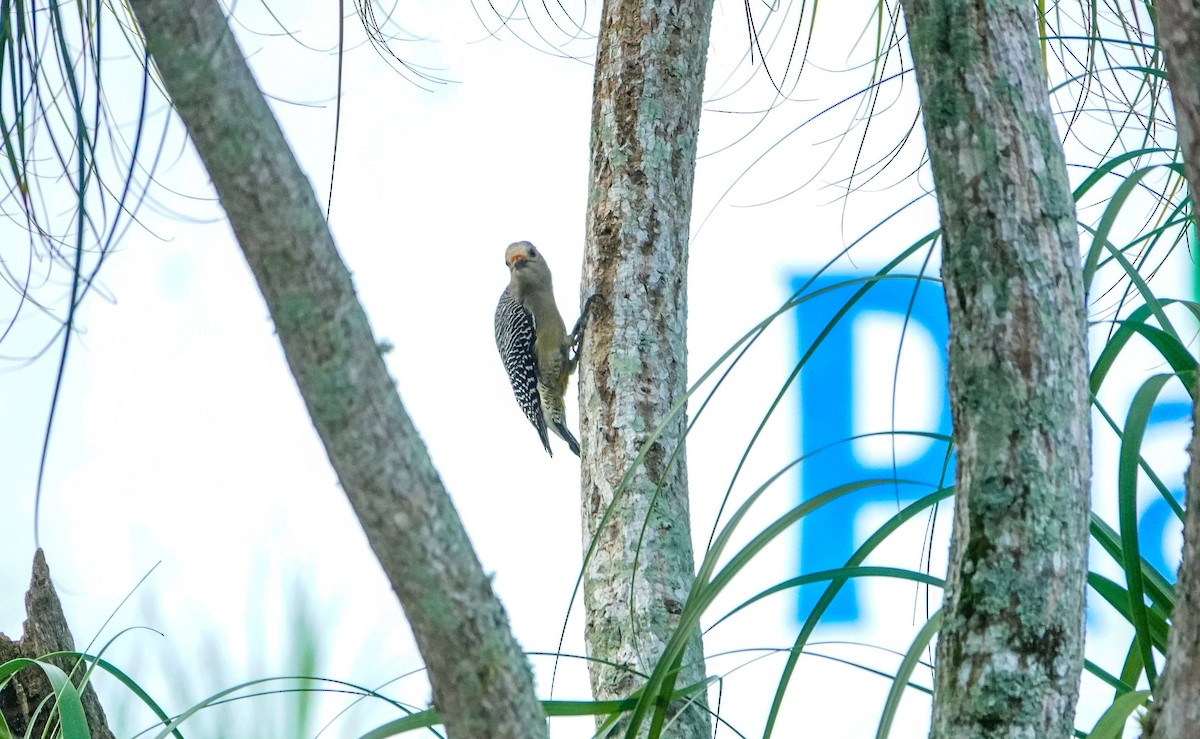 Golden-fronted Woodpecker - Laura Voight