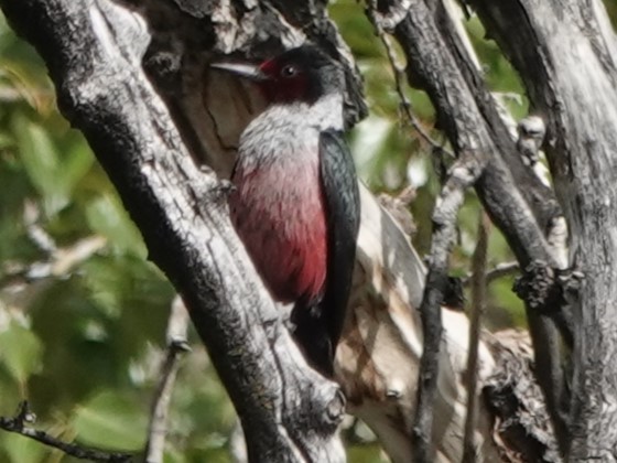 Lewis's Woodpecker - Mike Blancher