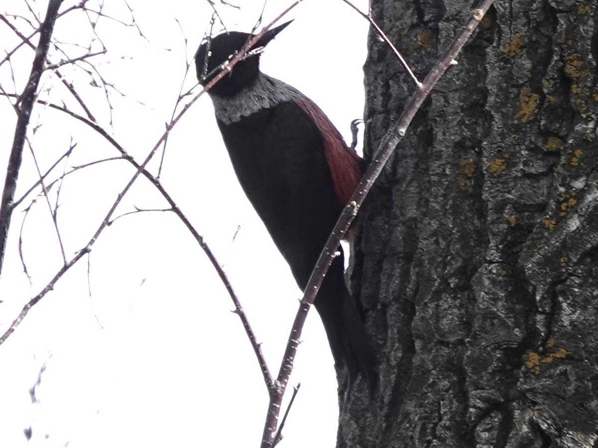 Lewis's Woodpecker - Mike Blancher