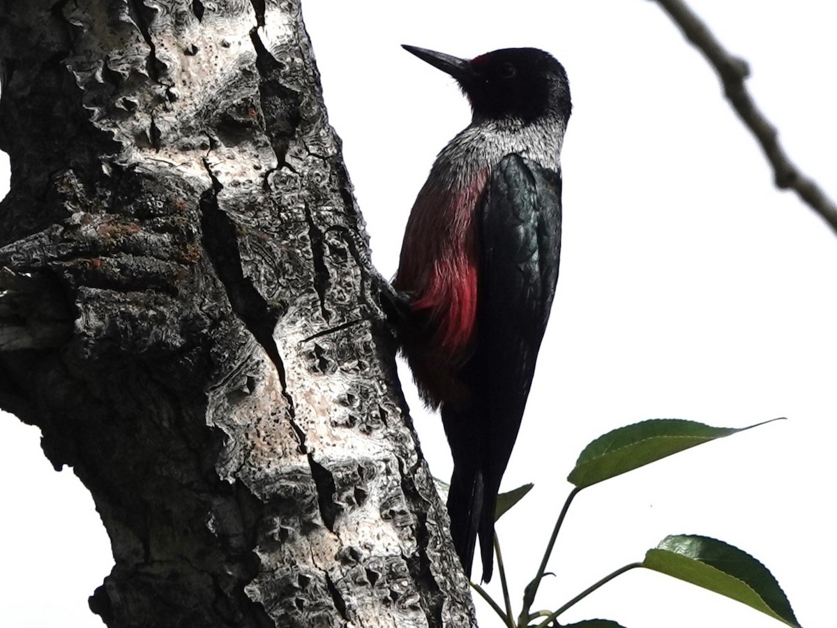 Lewis's Woodpecker - Mike Blancher