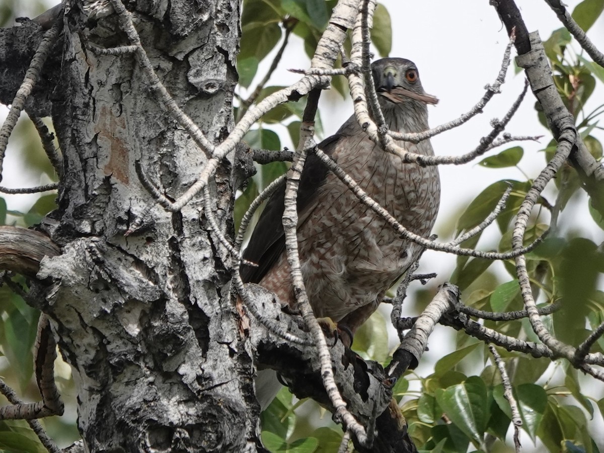 Cooper's Hawk - Mike Blancher