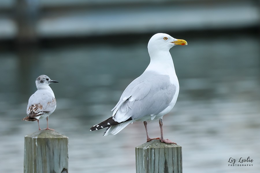 Herring Gull - ML619436171