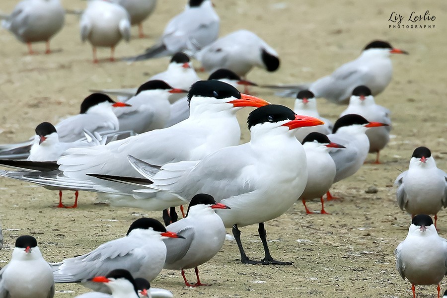 Caspian Tern - elizabeth Leslie