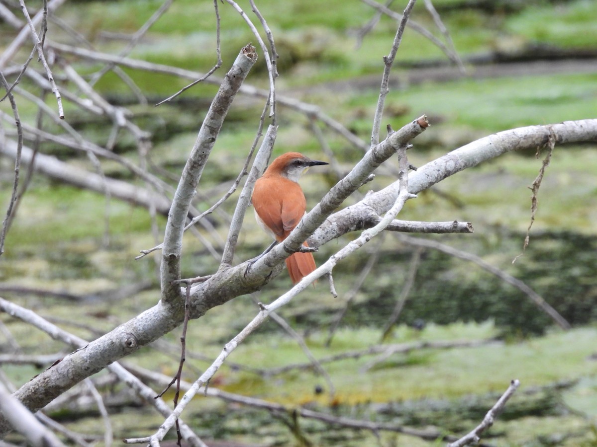 Yellow-chinned Spinetail - Leandro Niebles Puello