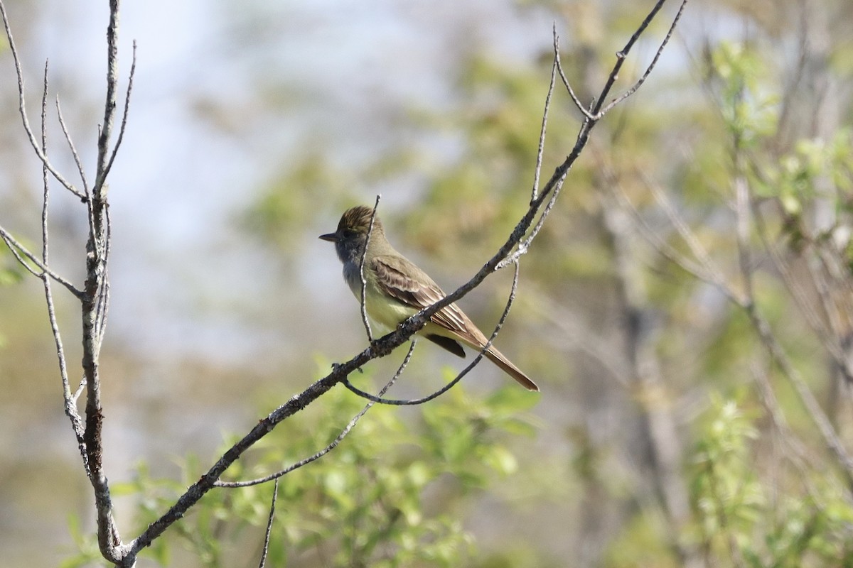 Great Crested Flycatcher - Liam Messier