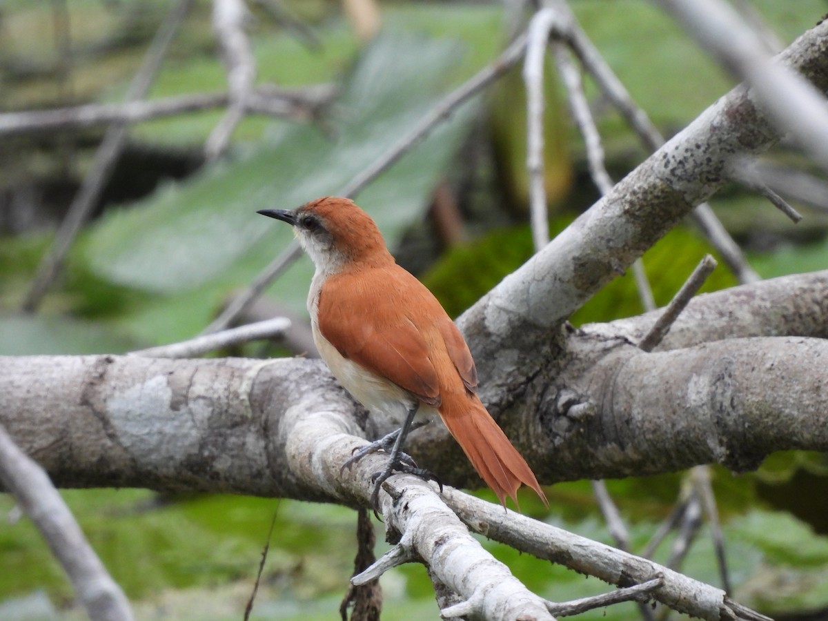 Yellow-chinned Spinetail - Leandro Niebles Puello