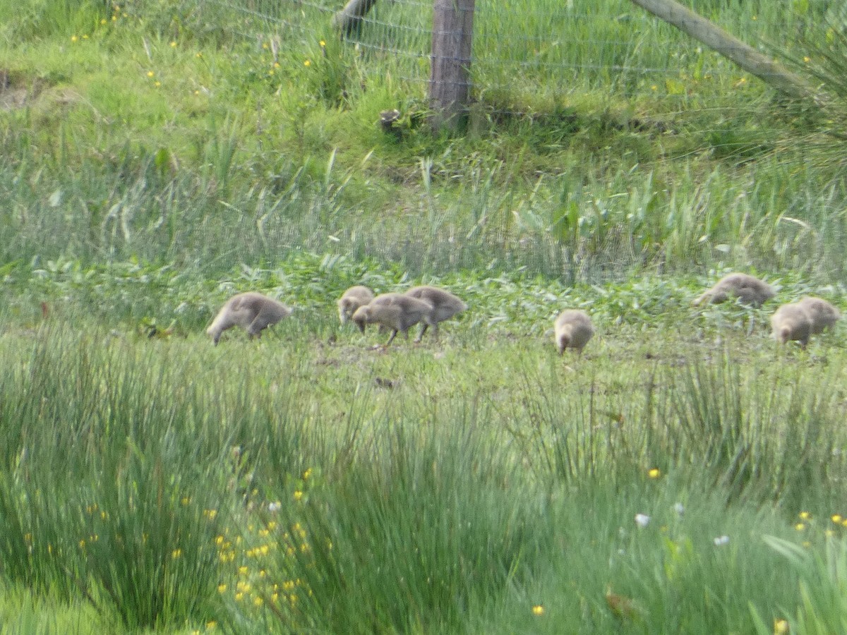 Graylag Goose - ML619436314