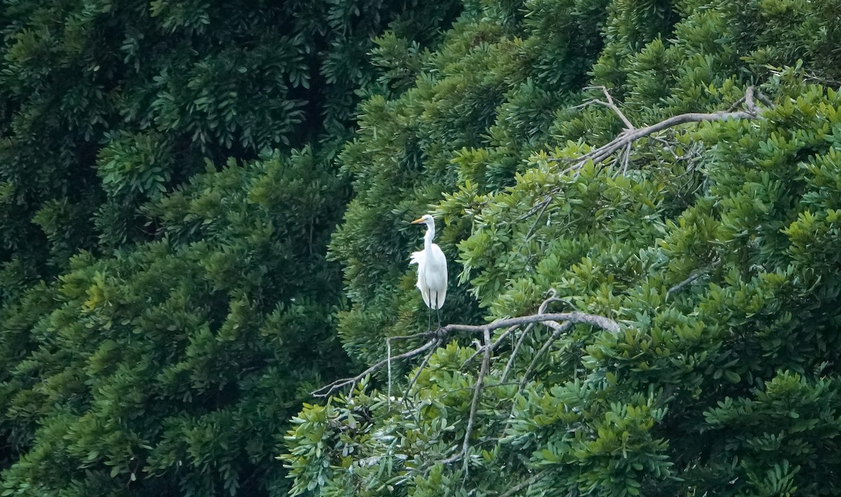 Great Egret - Laura Voight