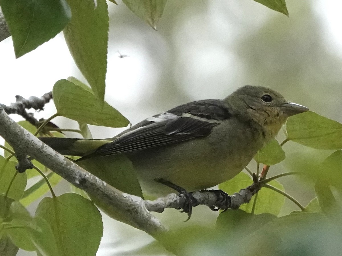 Western Tanager - Mike Blancher