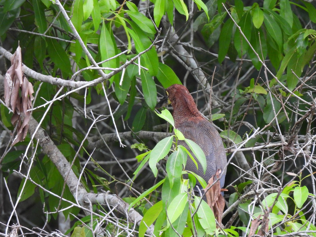 Rufescent Tiger-Heron - Leandro Niebles Puello