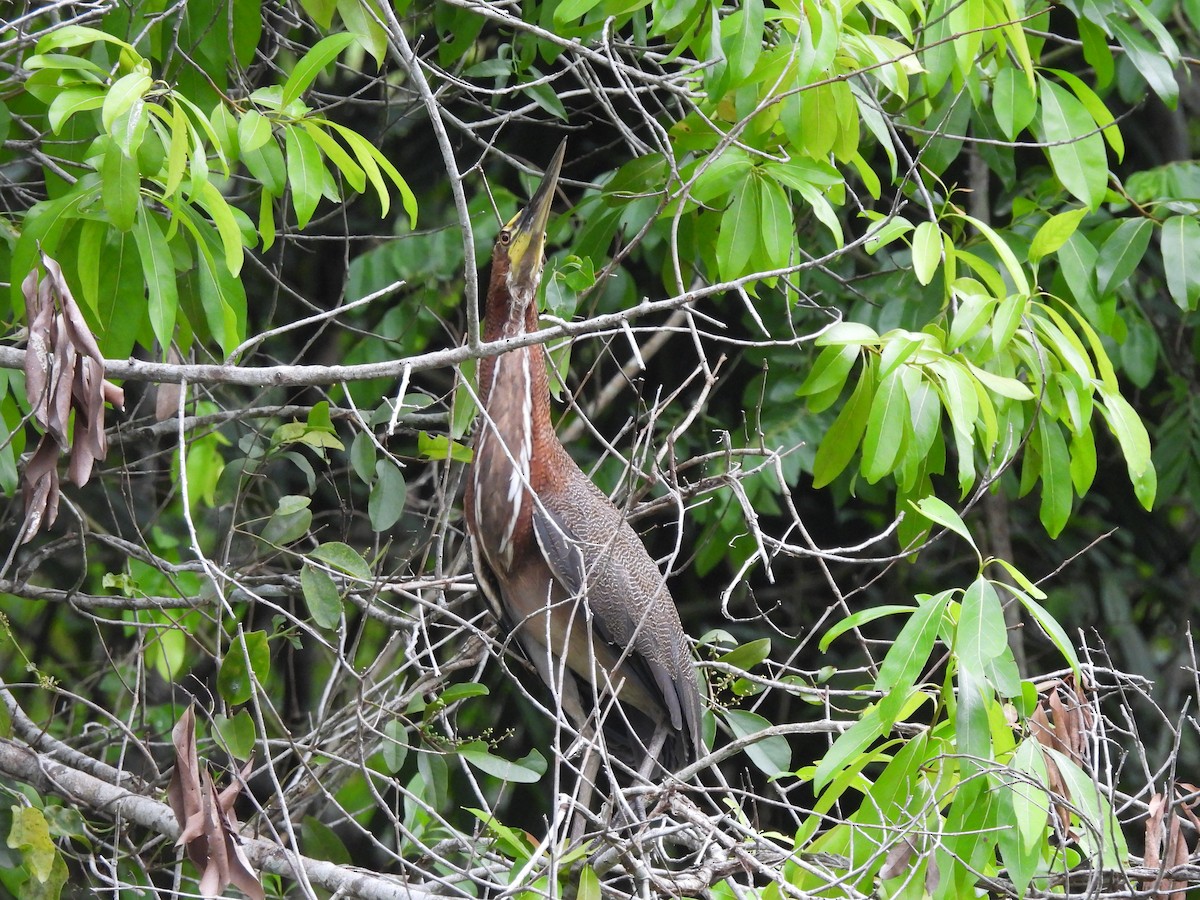 Rufescent Tiger-Heron - Leandro Niebles Puello