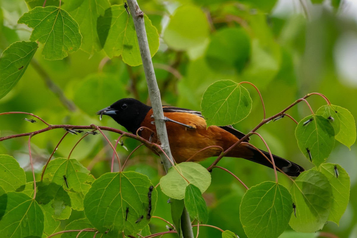 Orchard Oriole - Lawrence Grennan