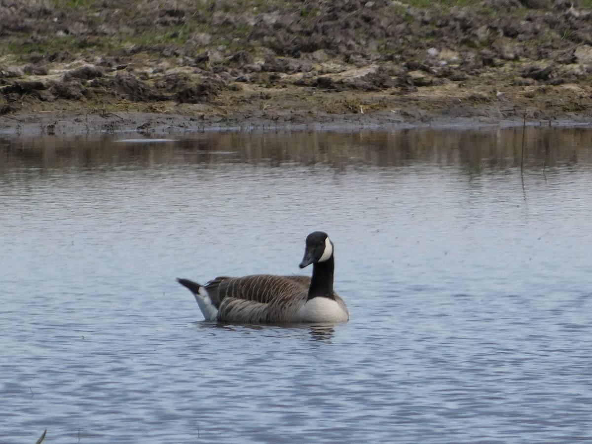 Canada Goose - Mike Tuer