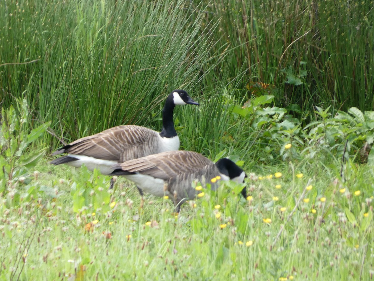 Canada Goose - Mike Tuer