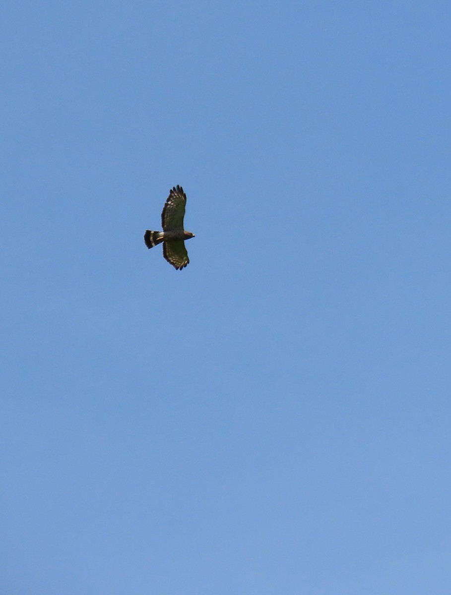 Broad-winged Hawk - Maryangela Buskey