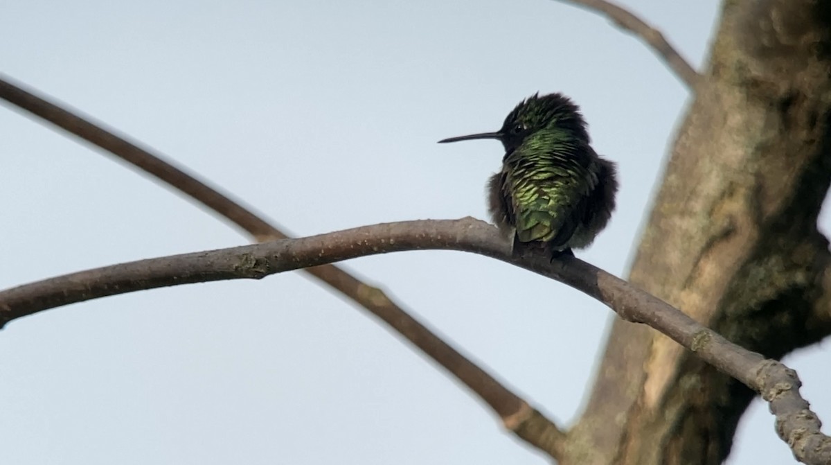 Ruby-throated Hummingbird - André BERNARD