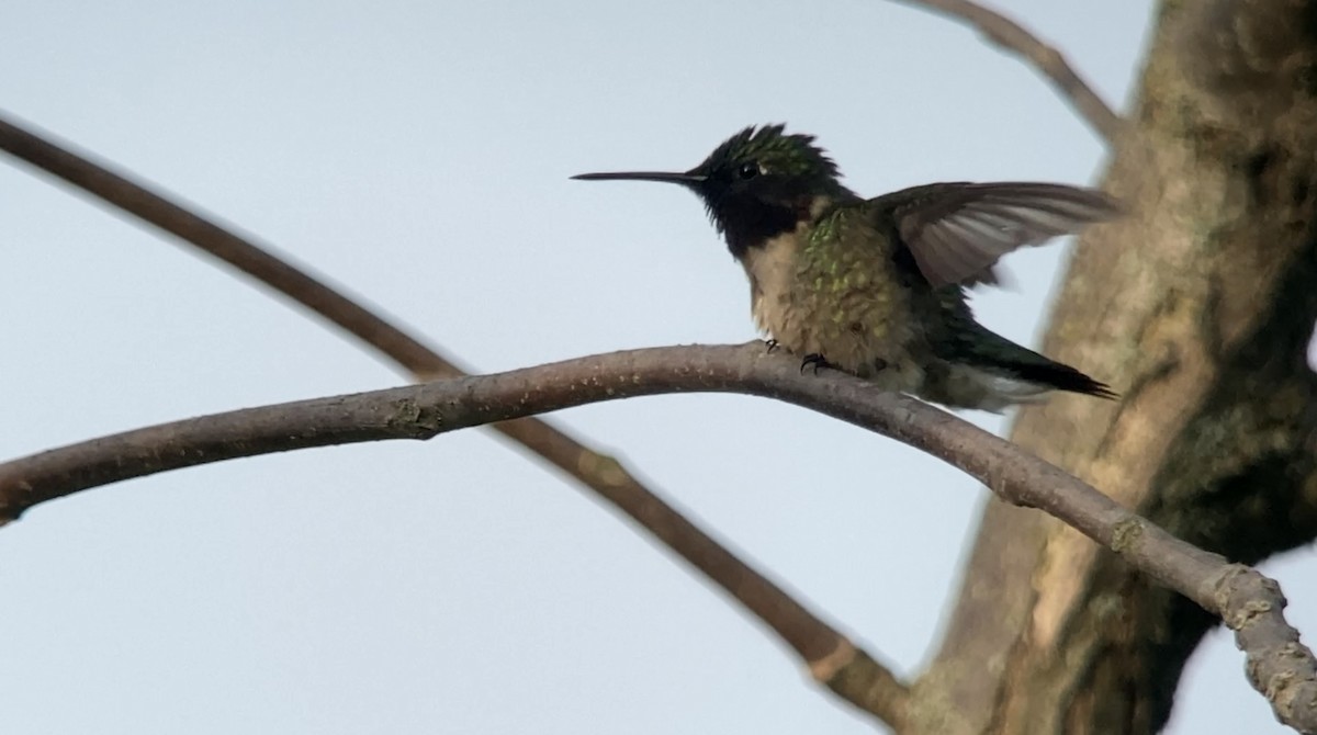 Ruby-throated Hummingbird - André BERNARD