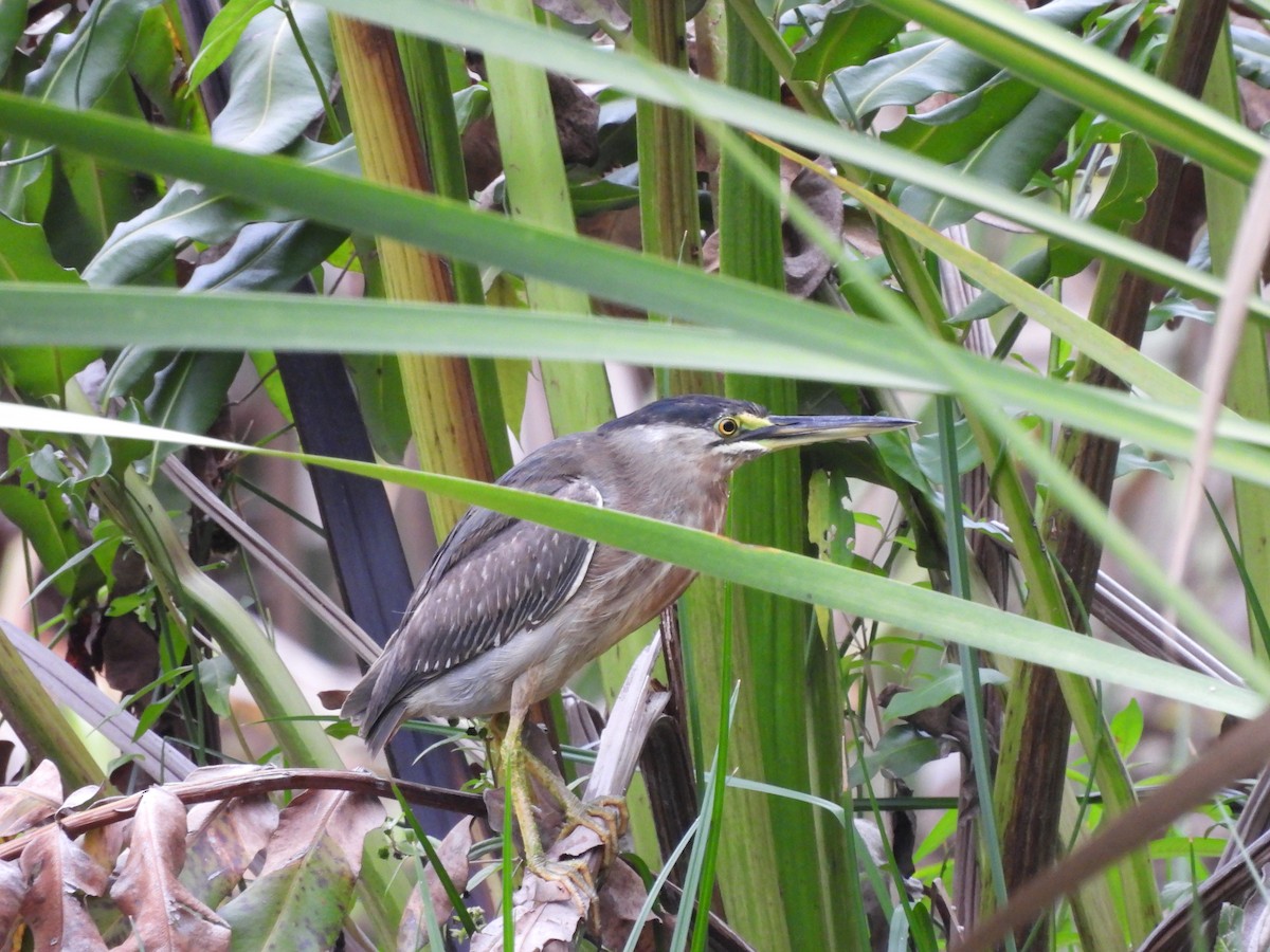 Striated Heron - Leandro Niebles Puello