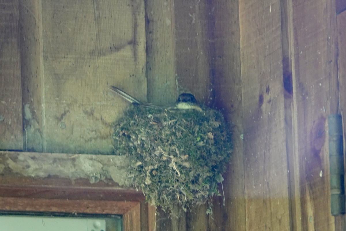 Eastern Phoebe - André BERNARD