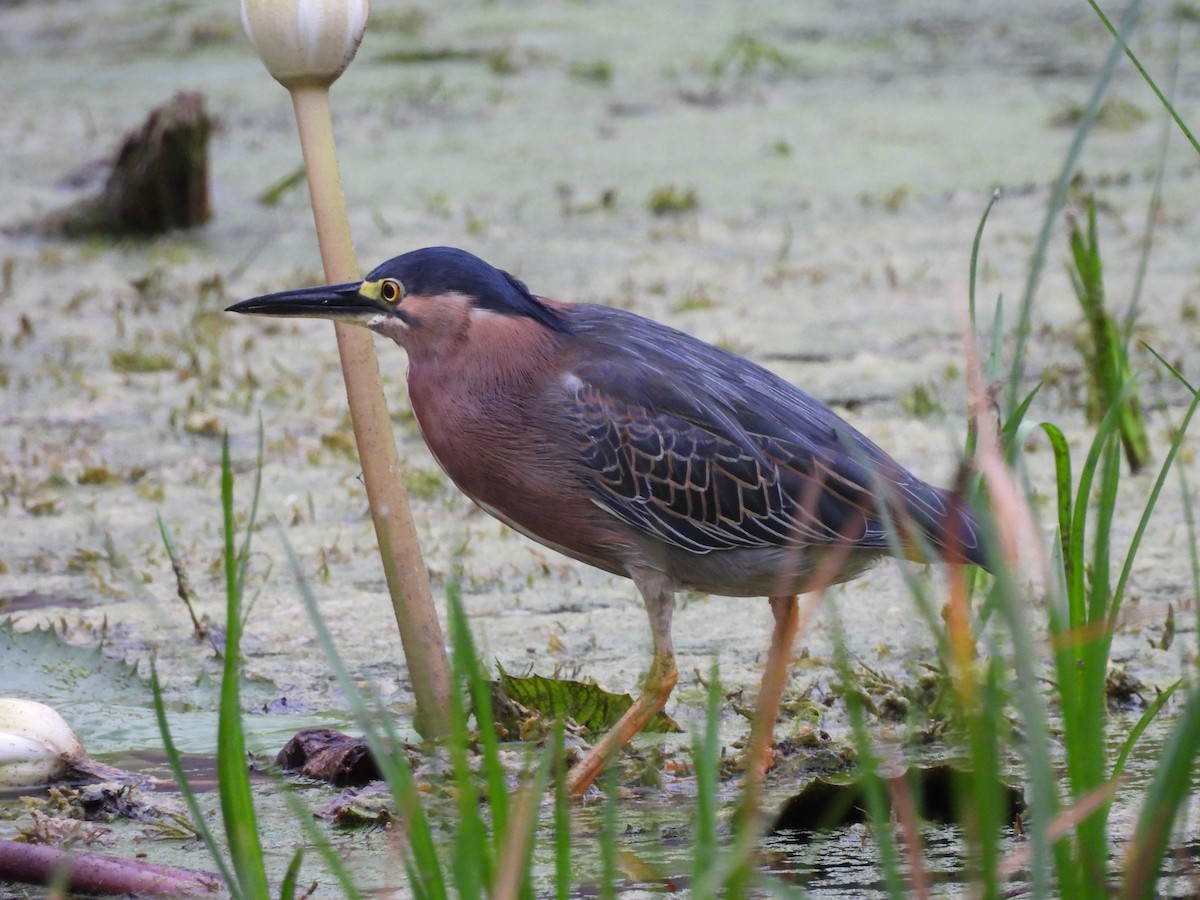 Green Heron - Leandro Niebles Puello