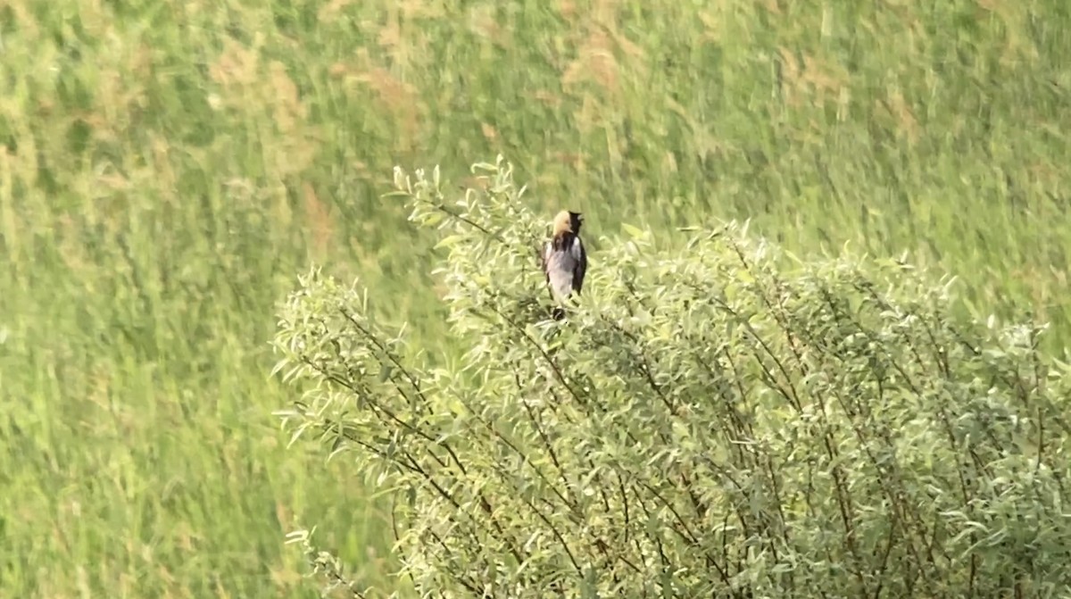 Bobolink - André BERNARD