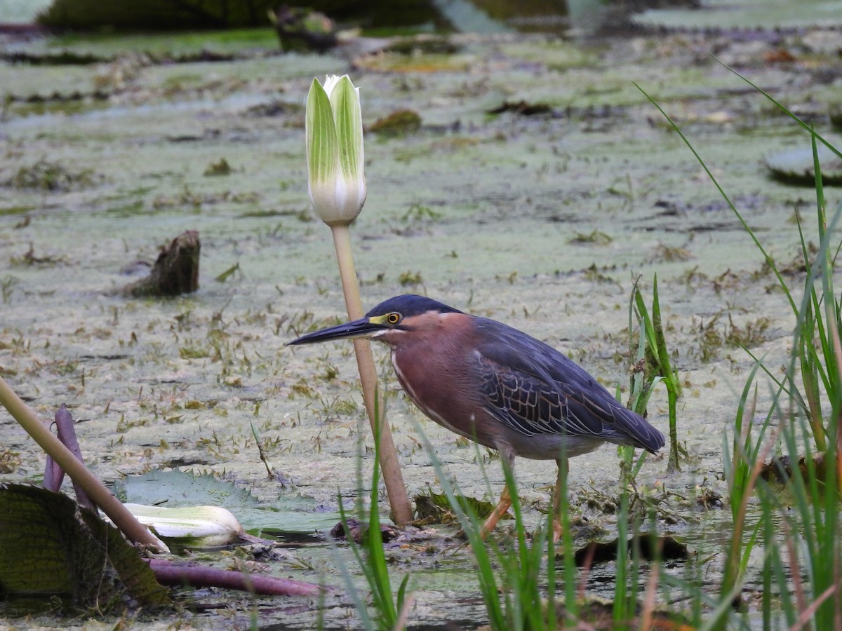 Green Heron - Leandro Niebles Puello