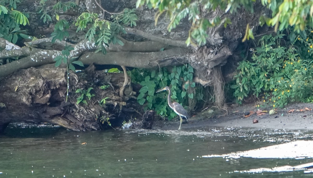 Tricolored Heron - Laura Voight